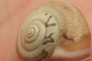 snail shell on  background