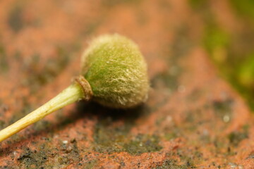 poppy seed heads
