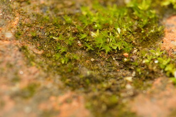 moss on the stone