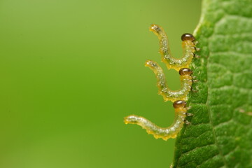 caterpillars on leaf