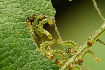 caterpillar on leaf