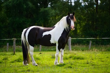 Obraz premium Majestic piebald horse stands proudly in a lush green pasture under a cloudy sky