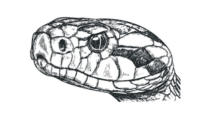Sketch of a serpent head on transparent background. Vector hand drawn illustration