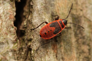 Pyrrhocoridae bug on a leaf