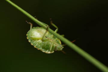 green grasshopper on a leaf