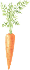 Watercolor illustration of a carrot on transparent background.