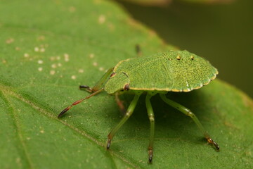 green shield bug