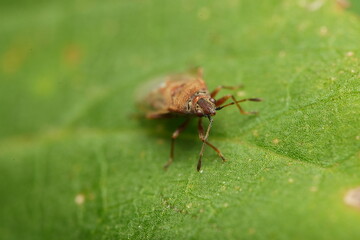 bug on leaf