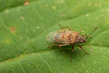 macro shot of a fly