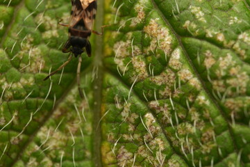 bug on a leaf