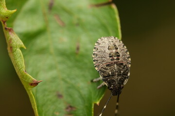 bug on a leaf