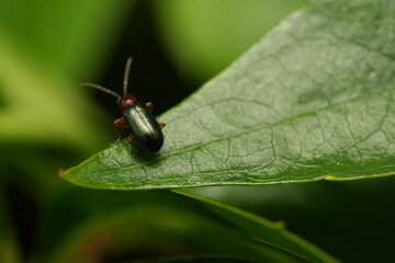 bug on leaf