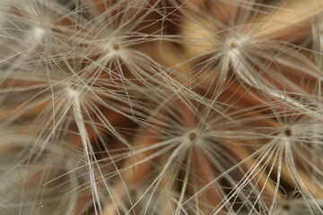 dandelion seed head