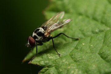 fly on leaf