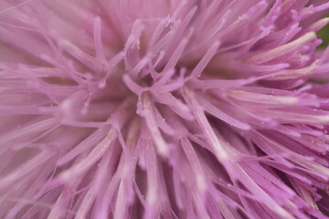 pink flower background