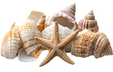 seashells and starfish isolated on a transparent background.
