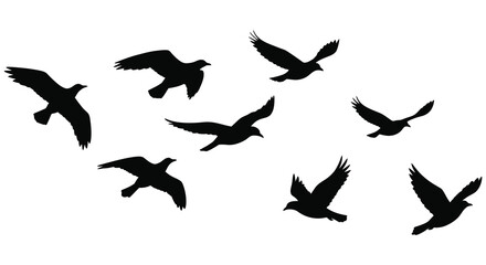 birds flying in sky with wings spread silhouette
