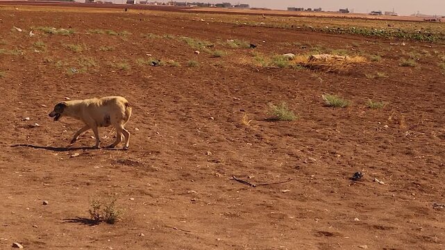 A stray female dog limps on her injured right hind leg, searching for food in the midday heat on barren farmland. Highlights animal struggle, survival, and harsh rural conditions.