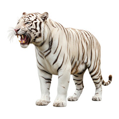 Obraz premium White Siberian Tiger Isolated On White Background.