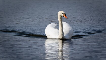 Obraz premium isolated white swan