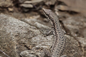 reptile