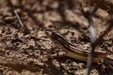 reptile