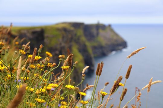 Cliffs of Moher summer landscape in County Clare, Ireland.