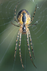 Spider On The Nest