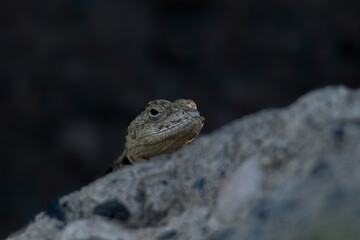 Fototapeta premium reptile