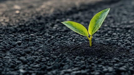 Naklejka premium Seedling Emerging from Cracked Ground Symbolizing Growth and Resilience