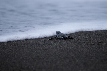 sea turtle 