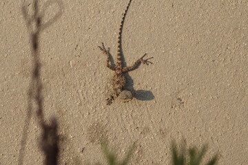 reptile