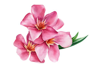 pink oleander flowers watercolor botanical illustration with green leaves exotic tropical floral artwork for design and decor