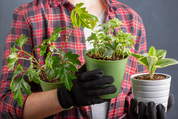 Potted house plants (Rhoicissus, Hedera helix and Peperomia) in hands of gardener. Houseplant care concept.