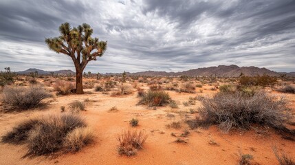 Naklejka premium Harsh Desert Landscape Showing Solitary Tree, Drought Conditions, and Dramatic Weather