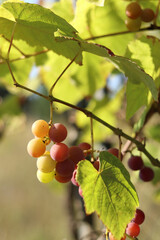 Grapes of the Lydia variety. Close-up of bunches of grapes ripening in the open air. Grapes are used to make juices and strong and dessert wine materials. Bunch of grapes on a vine, selective focus