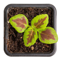 Coleus seedlings in plastic flower pots isolated on white. Sprouts of ornamental garden plants with brightly colored foliage. Top view. Gardening, houseplant care concept.