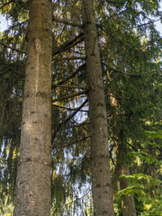 Fototapeta premium A tall tree in the middle of a forest with lots of trees