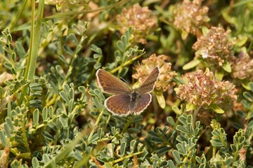 bug, butterfly