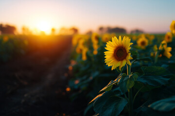 Sunflower Field Glowing at Sunset Light
