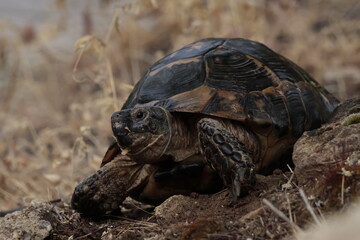 reptile