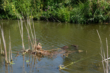ducks swim in the lake water