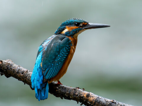 zimorodek portrety patyk z bliska niebieski