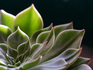 Macro of green succulent plant, cactus