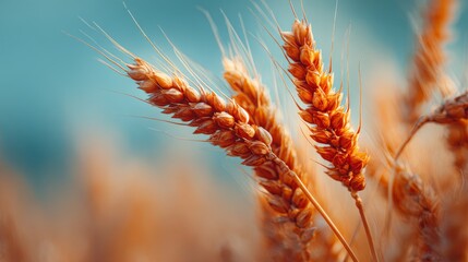 Golden wheat ear close up against blue background for healthy food and agriculture concept