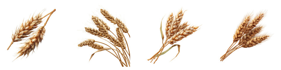 Four Bundles of Wheat Stalks Representing Agriculture and Harvest