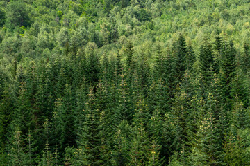 Fototapeta premium Lush green forest covering mountainside in Georgia