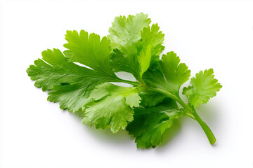 Fototapeta premium Fresh coriander leaf with visible veins and texture. A vibrant green herb commonly used in cooking, isolated on white background. 