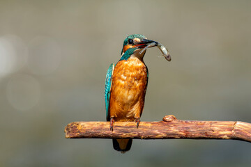 zimorodek portrety patyk z bliska niebieski