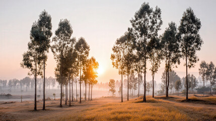 breathtaking forest dawn emerges through veil of mist casting magical atmosphere